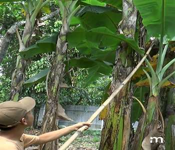 Jangan biarkan daun pisang mengering tanpa guna…_7