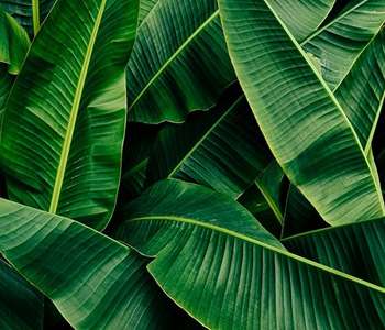 background daun pisang_16_11zon