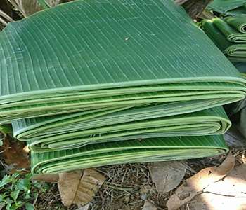 最高品質 , CALL_WA 0813-2868-0537, 新鮮なバナナの葉_14